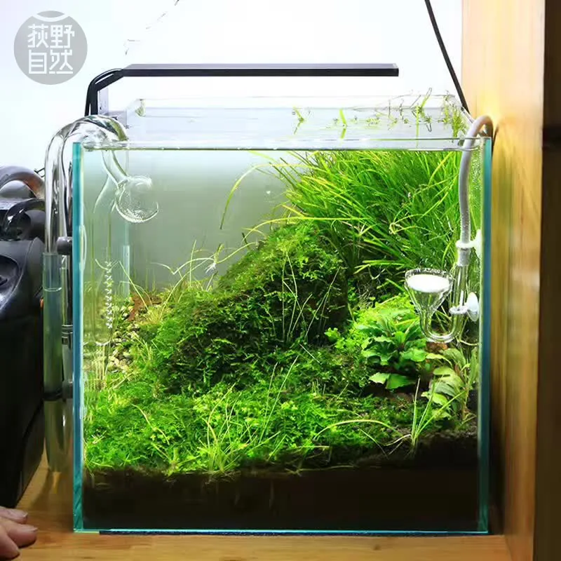 Planted Aquarium Mini - Chihiros C Series ADA Style Plant