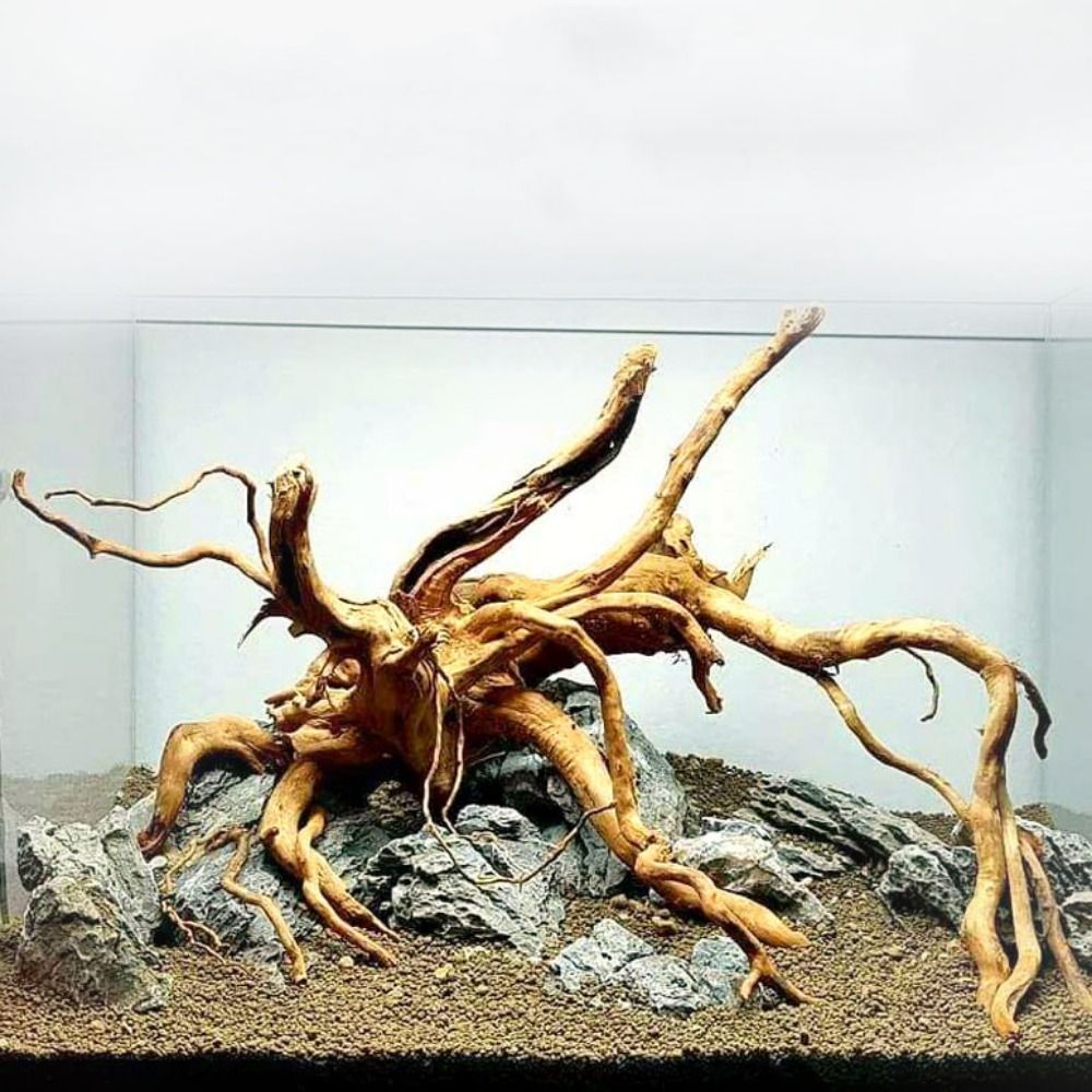 Planted Aquarium With Driftwood - Drewno do akwarium 20-25 cm, naturalny