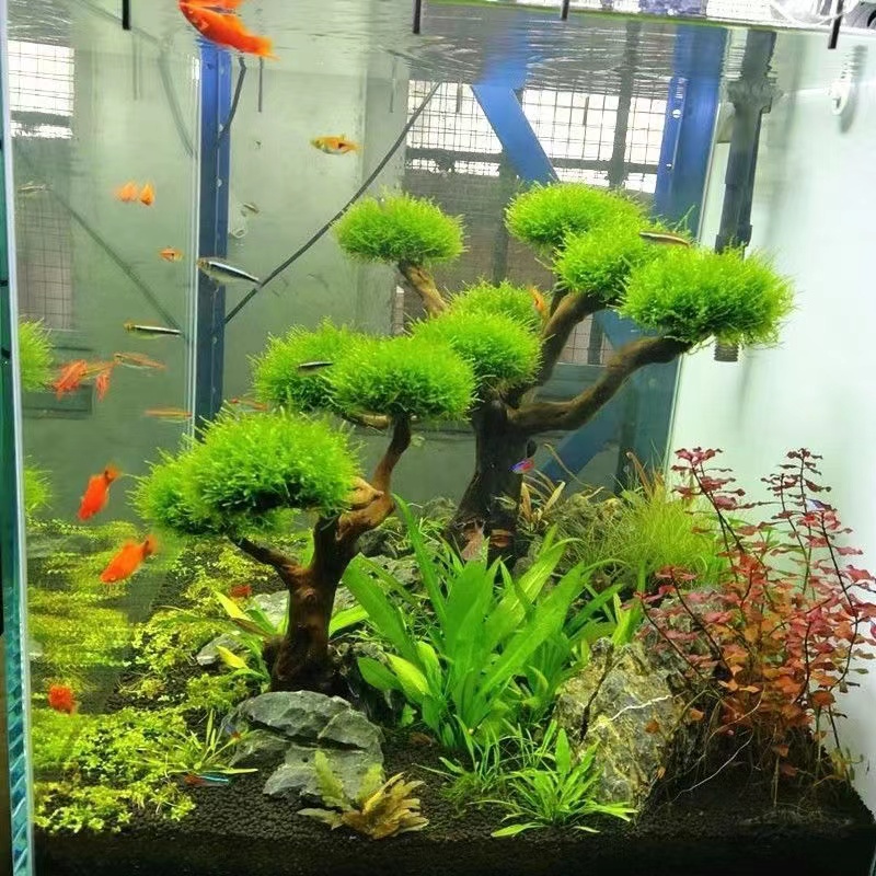 Planted Aquarium With Driftwood - Akwarium ekologizacja rama drewniana akcesoria do