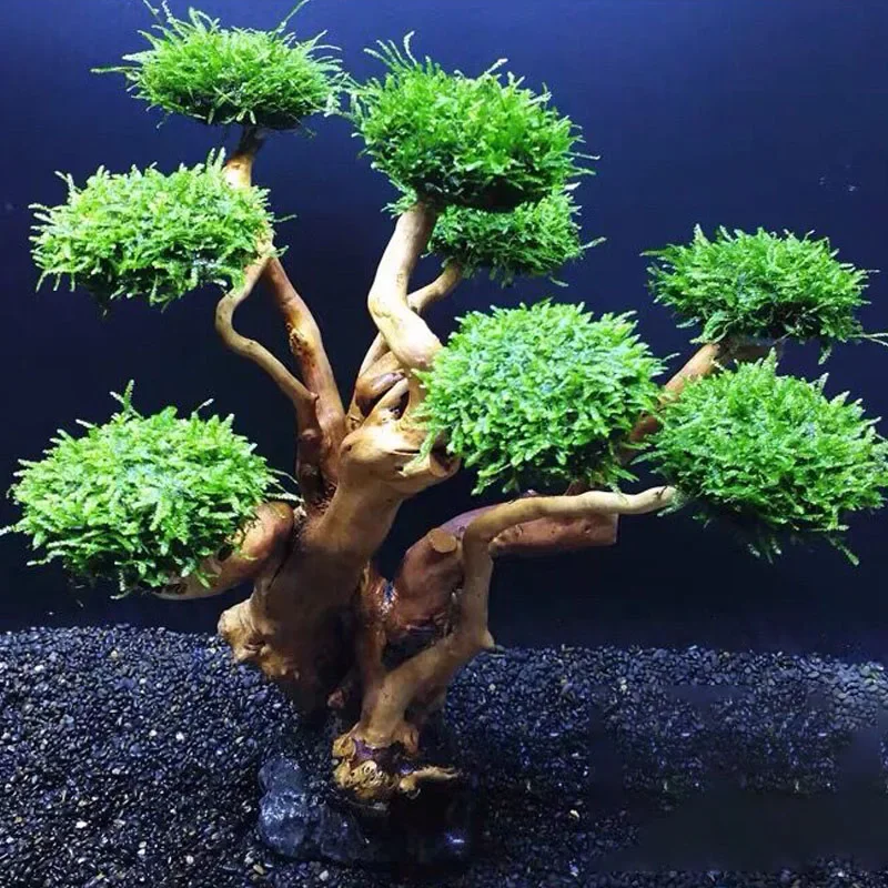 Planted Aquarium With Driftwood - Dekoracja do akwarium: rośliny, mech, drzewko,