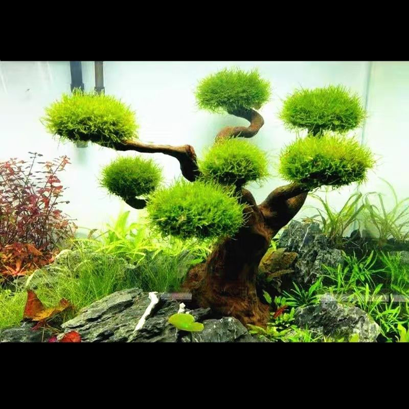 Planted Aquarium With Driftwood - Dekoracja do akwarium, mchu, drewna, aranżacja