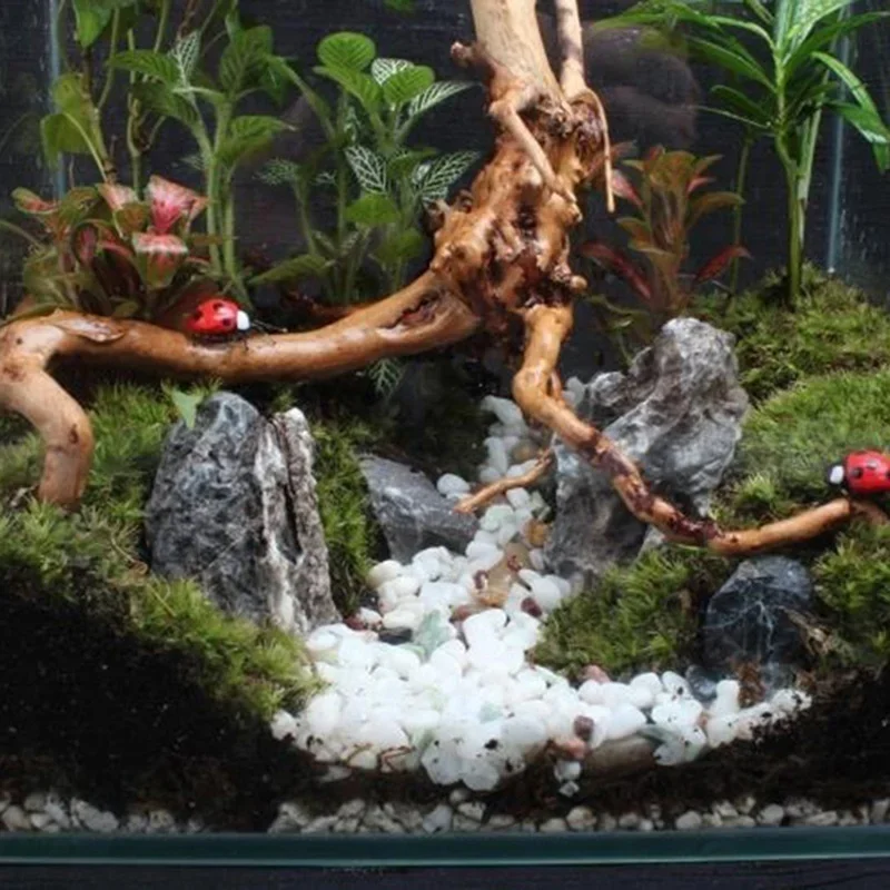 Naturalne drzewo pnia Driftwoo – Planted Aquarium With Driftwood recenzja i cena