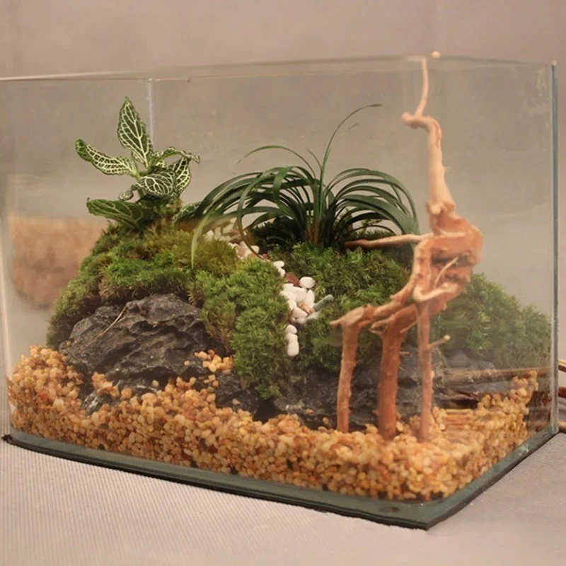 Naturalne drzewo pnia Driftwoo – Planted Aquarium With Driftwood recenzja i cena