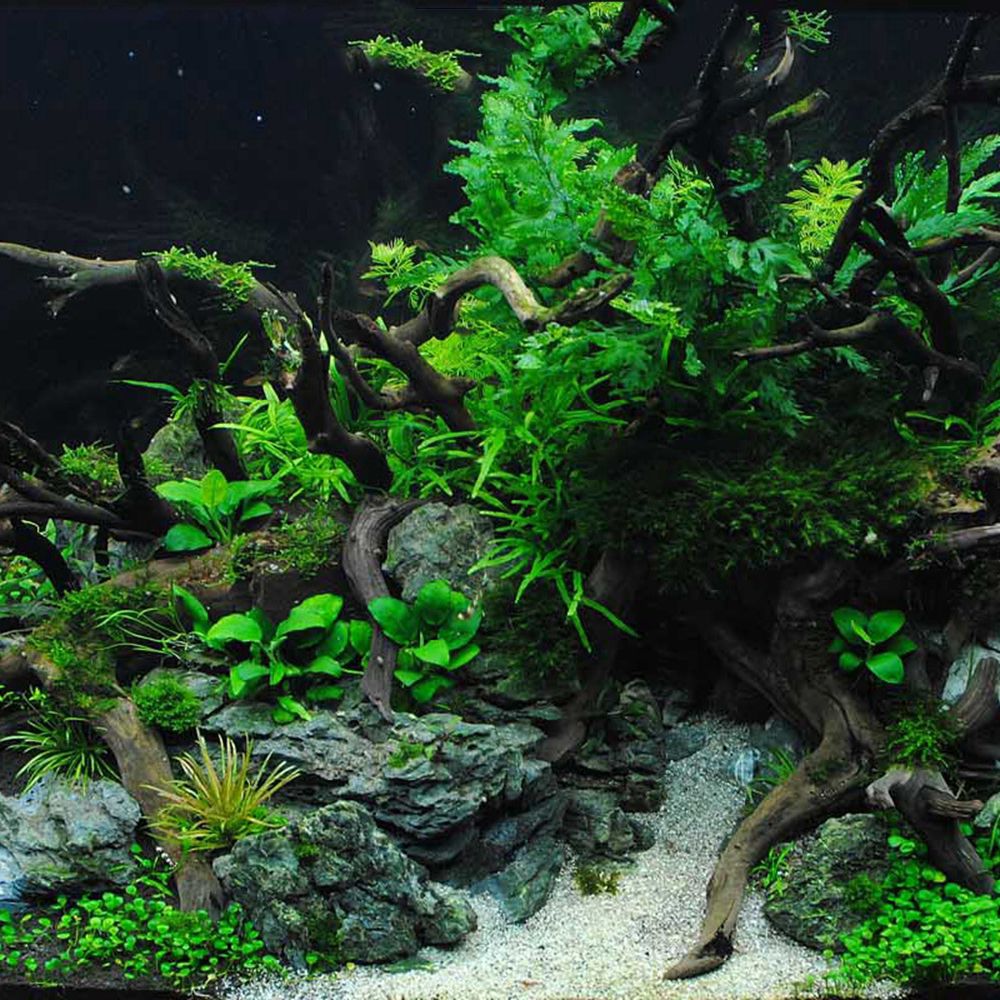 Drewno N1N Tło do terrarium dl – Planted Aquarium With Driftwood recenzja i cena