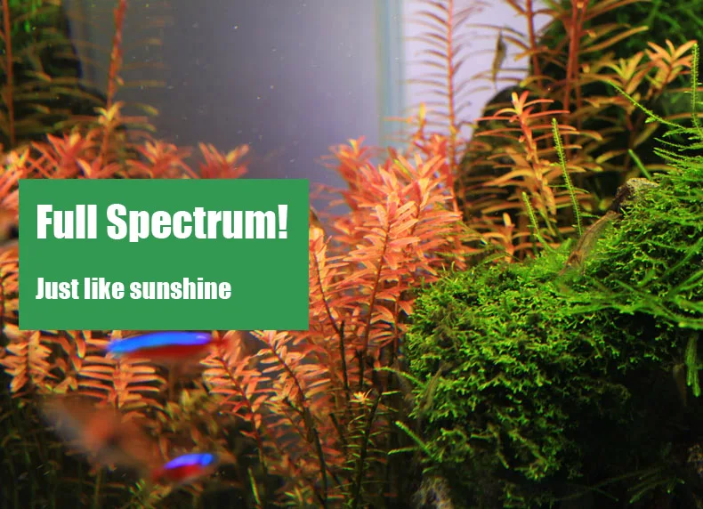 Chihiros C Series ADA Style Pl – Planted Aquarium Mini recenzja i cena