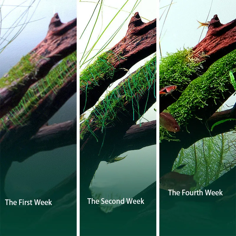 Biodegradowalna nić do akwariu – Planted Aquarium With Driftwood recenzja i cena