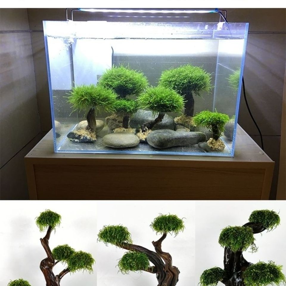Akwarium ekologizacja rama dre – Planted Aquarium With Driftwood recenzja i cena